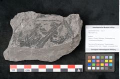 Foto (Objekt + Etikett) von Neuropteris sp.  (NHMW-GEO-2024-0188-10700)